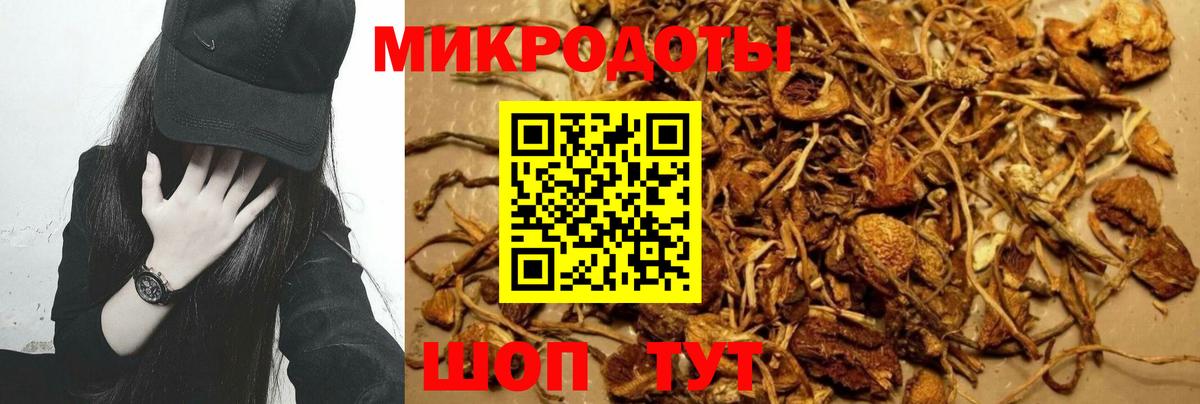 Славянск-на-Кубани  Галлюциногенные грибы Psilocybe  Вход с VPN  Псилоцибиновые грибы Psilocybe 
